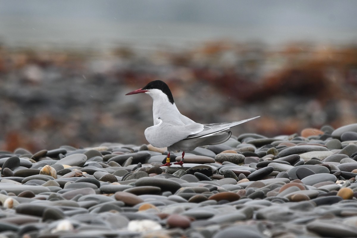 Arctic Tern - David Kelly