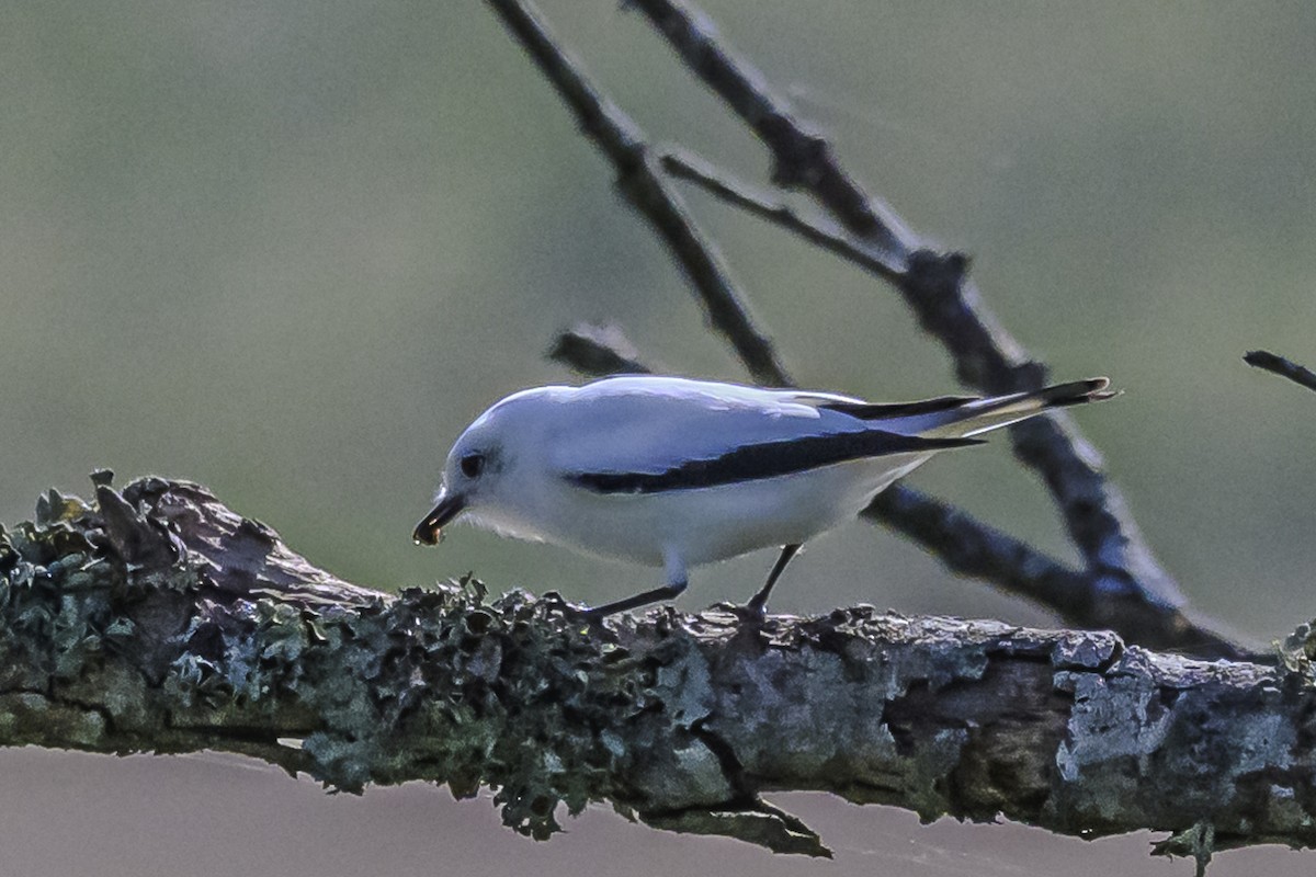 White Monjita - Amed Hernández