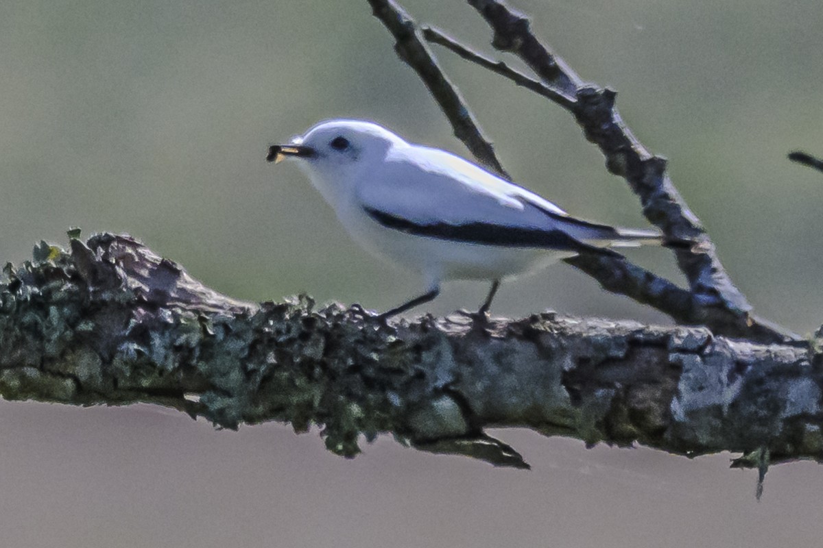 White Monjita - Amed Hernández