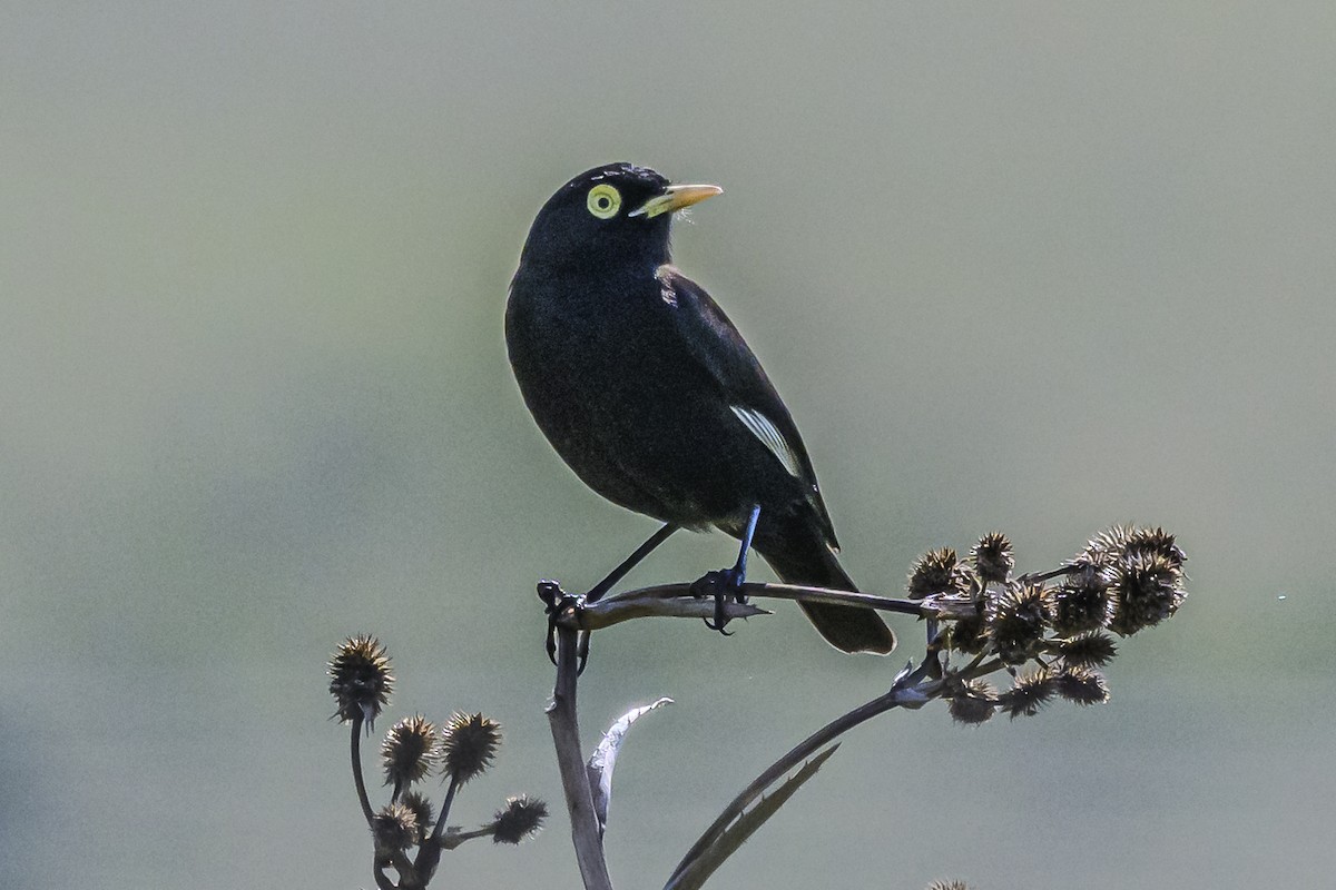 Spectacled Tyrant - Amed Hernández