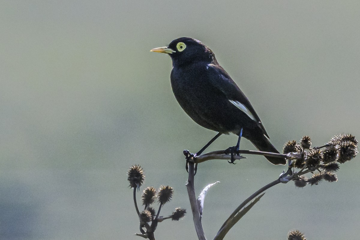 Spectacled Tyrant - Amed Hernández