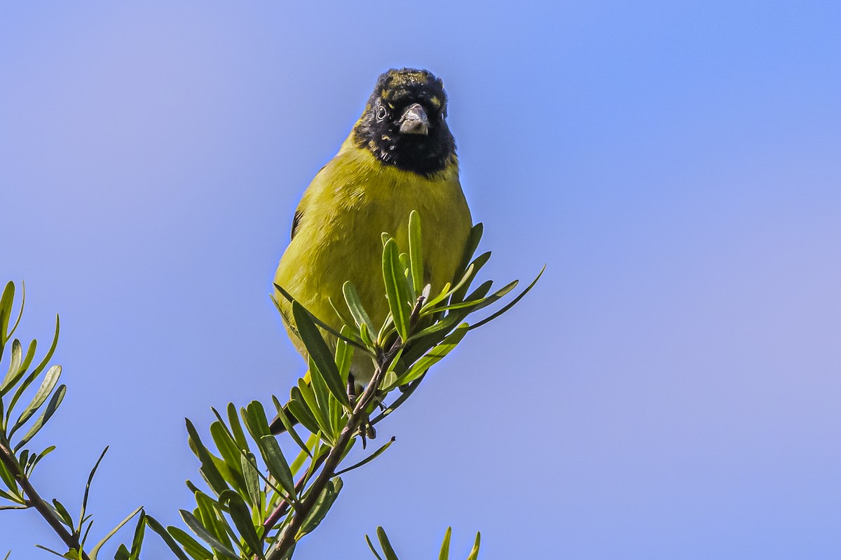 Hooded Siskin - Amed Hernández