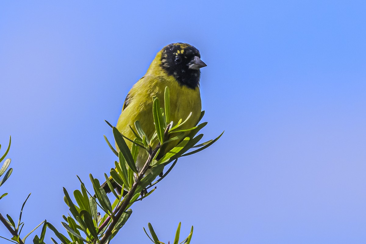 Hooded Siskin - Amed Hernández