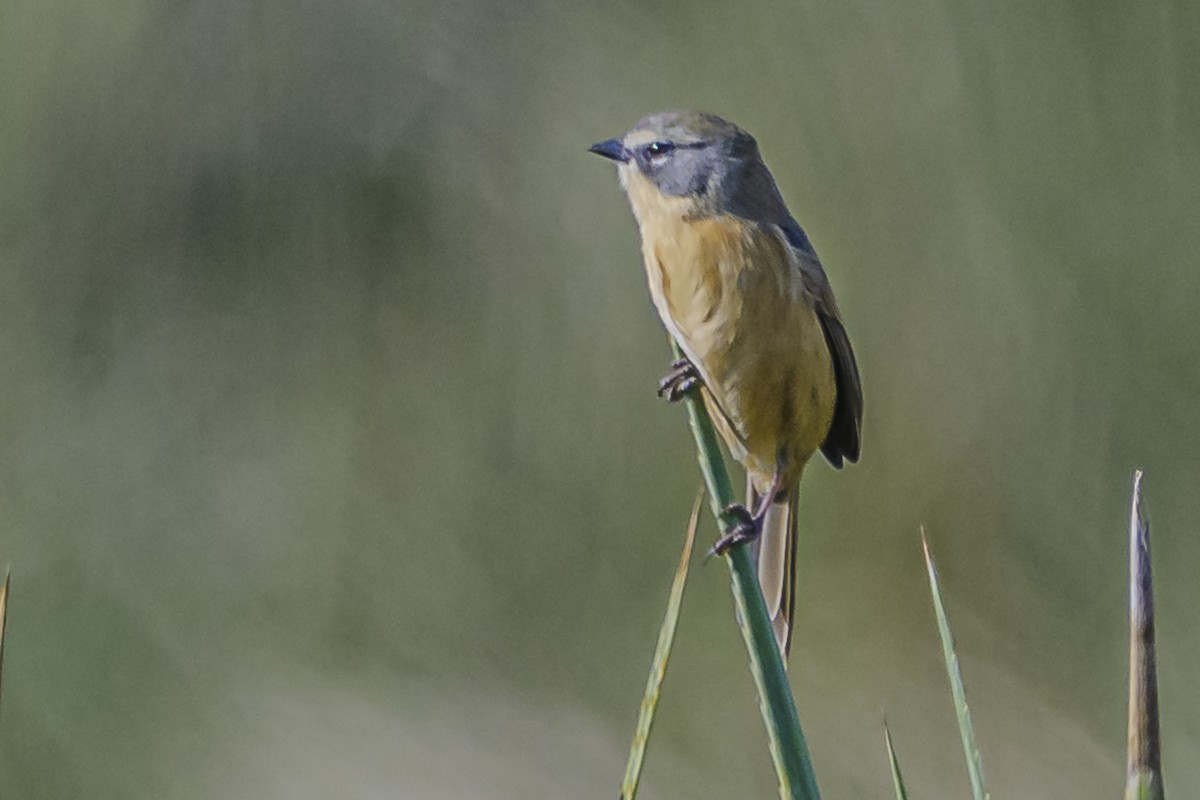 Long-tailed Reed Finch - ML619501790