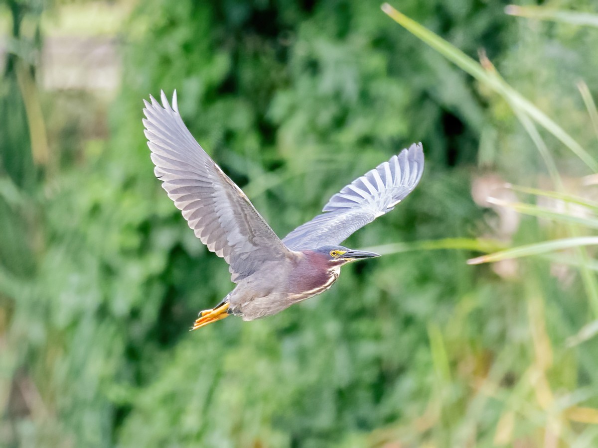 Green Heron - Bruce Aird