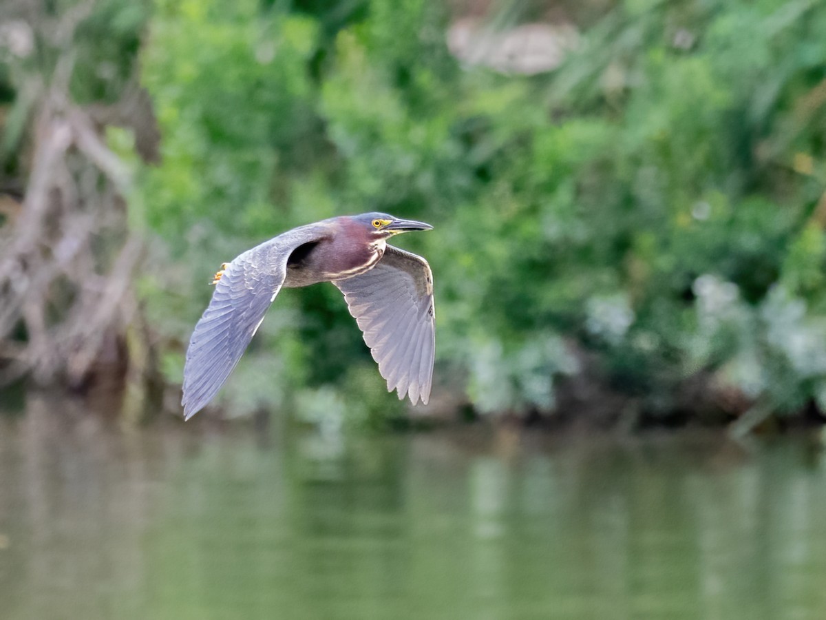 Green Heron - Bruce Aird