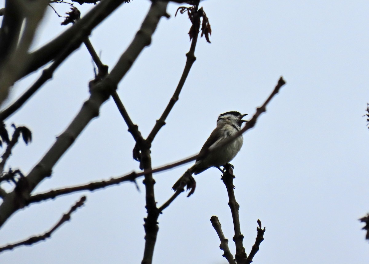 Marsh Tit - Francisco Javier Calvo lesmes