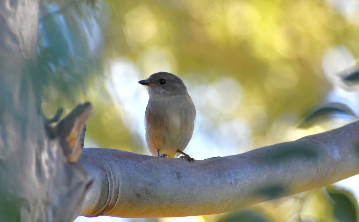 Golden Whistler - Robyn Falco