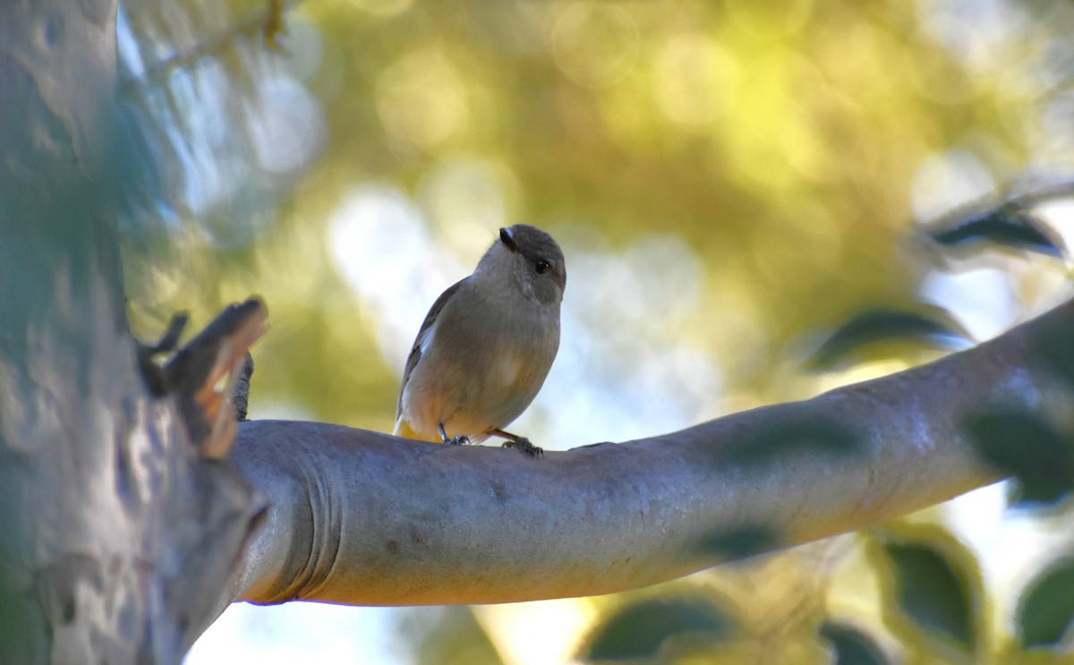 Golden Whistler - Robyn Falco