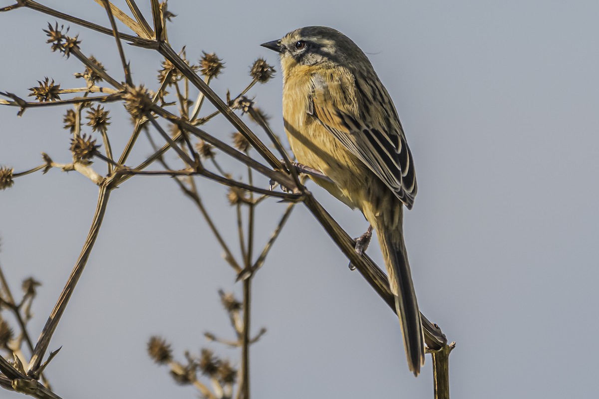 Long-tailed Reed Finch - ML619501811