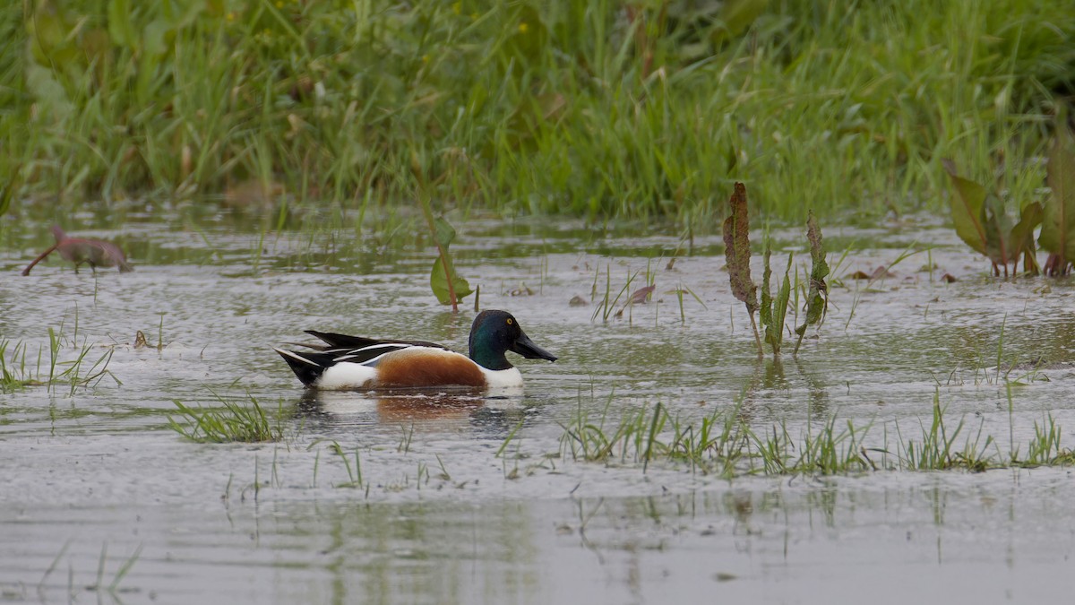 Northern Shoveler - Ludovic Scalabre