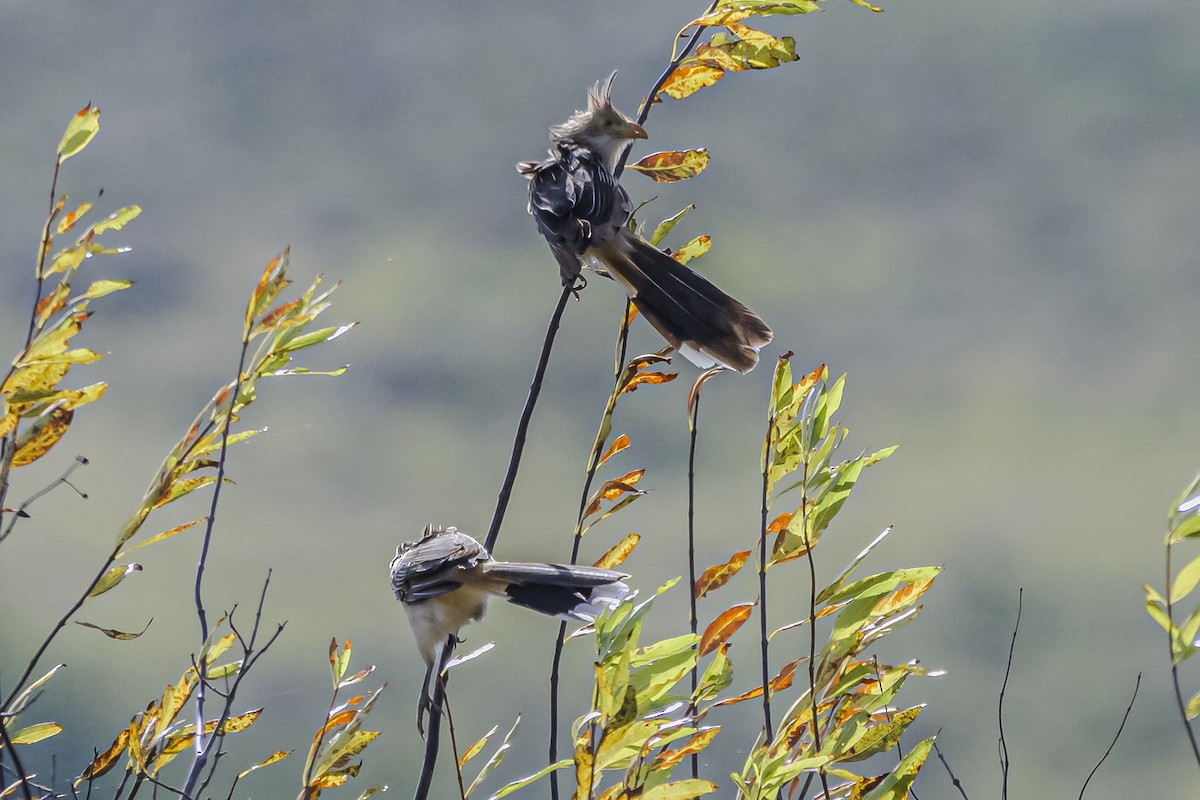 Guira Cuckoo - Amed Hernández