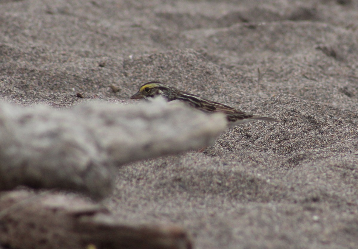 Savannah Sparrow - Stefan Sremac