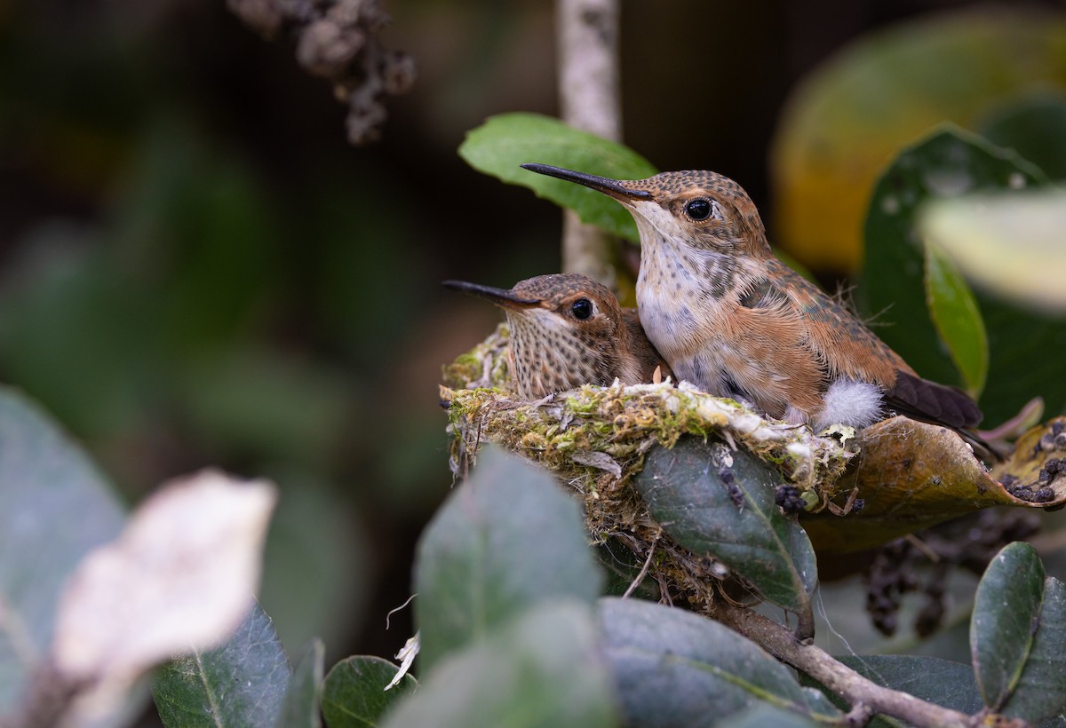 Allen's Hummingbird - ML619501832