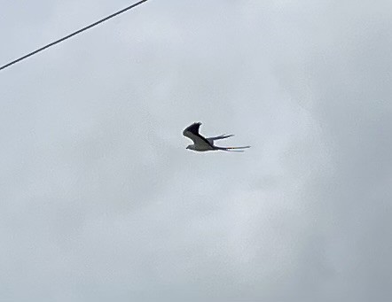 Swallow-tailed Kite - Gordon Griggs