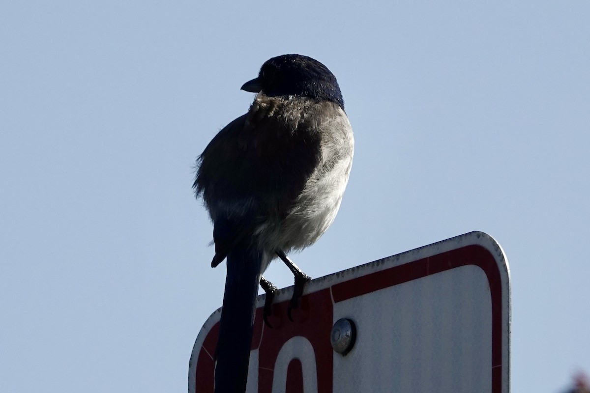 California Scrub-Jay - Debra Austin