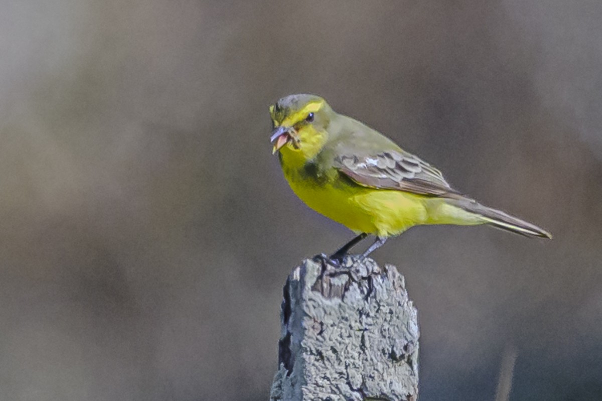 Yellow-browed Tyrant - Amed Hernández