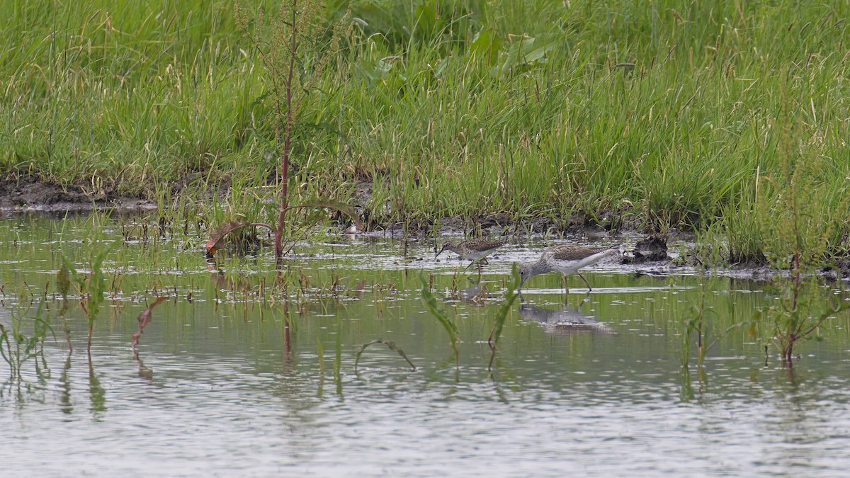 Wood Sandpiper - Ludovic Scalabre