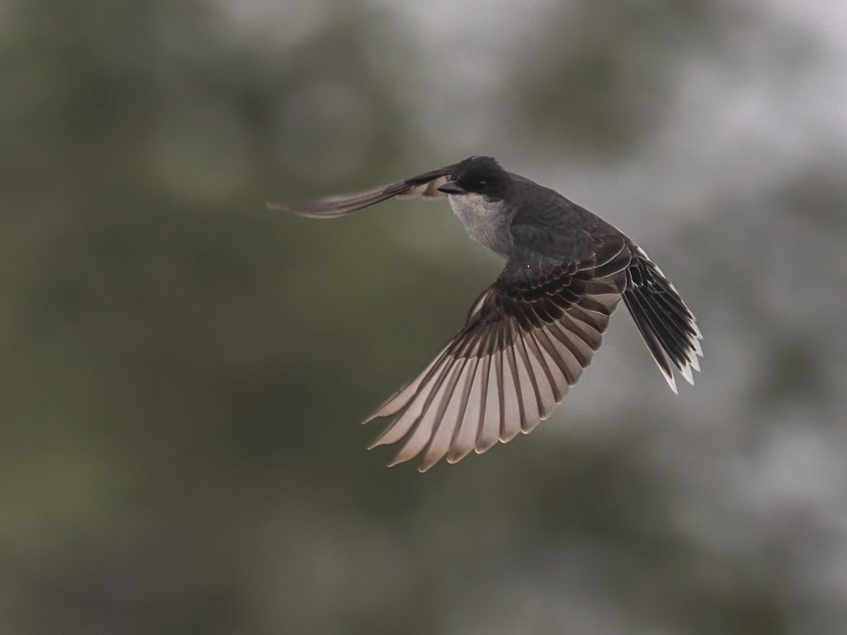 Eastern Kingbird - Bruce Aird