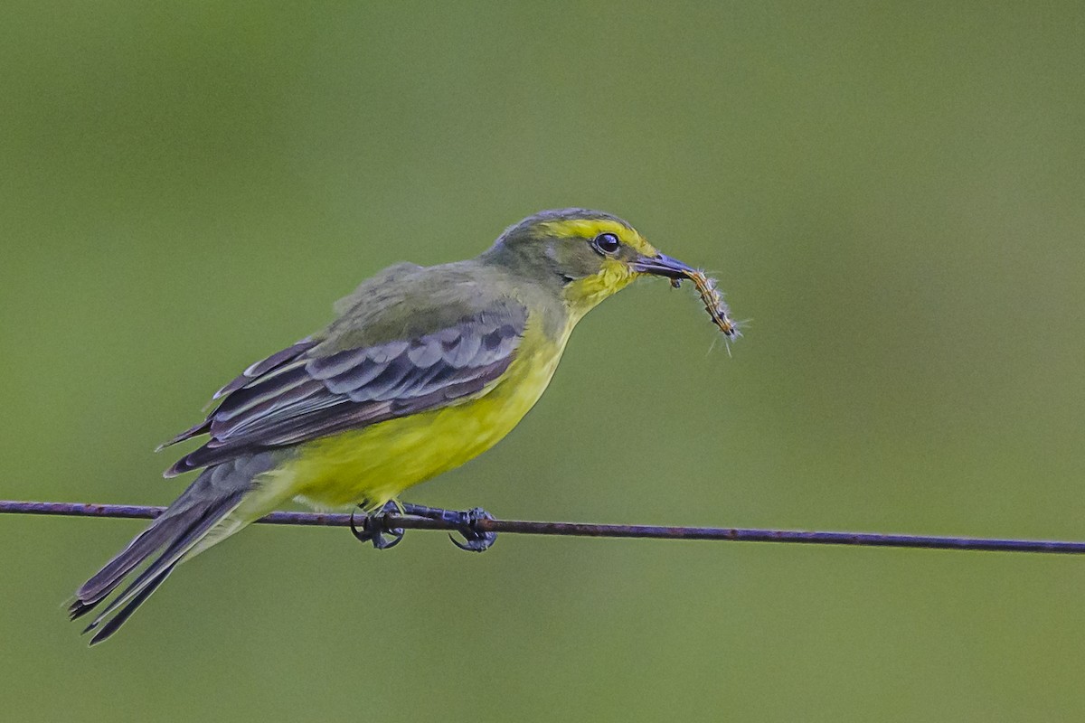 Yellow-browed Tyrant - Amed Hernández