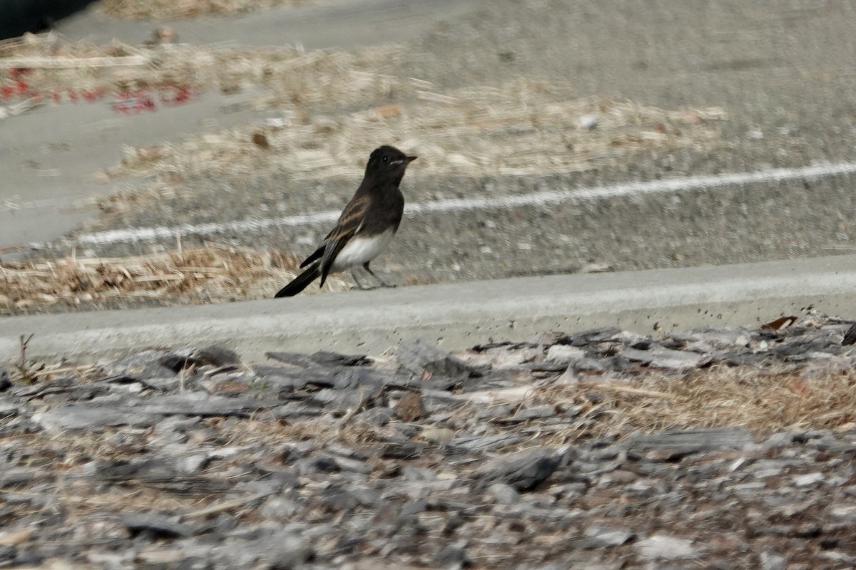 Black Phoebe - Debra Austin