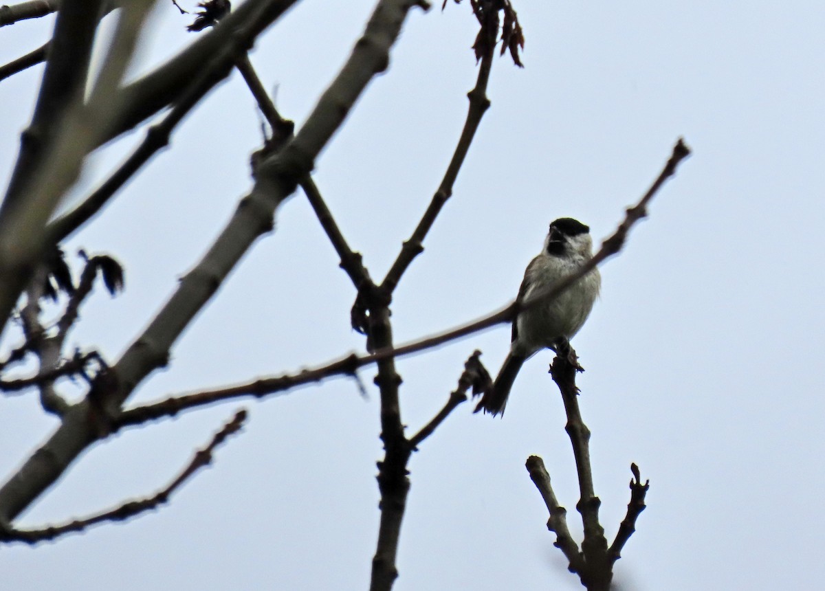 Marsh Tit - Francisco Javier Calvo lesmes