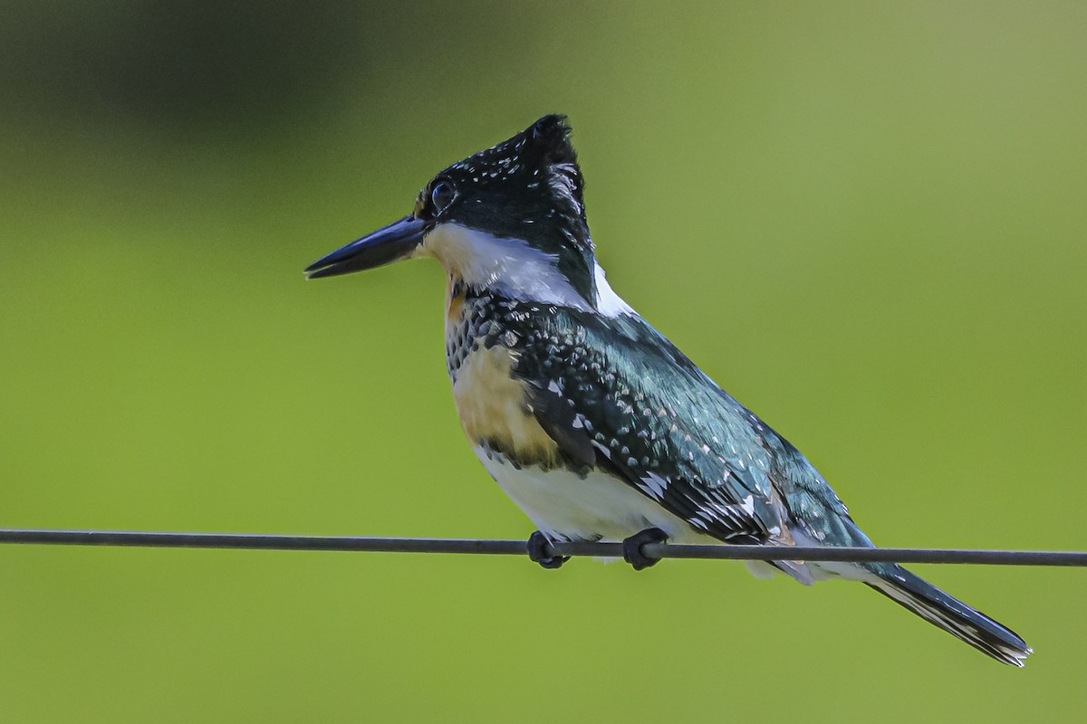 Green Kingfisher - Amed Hernández