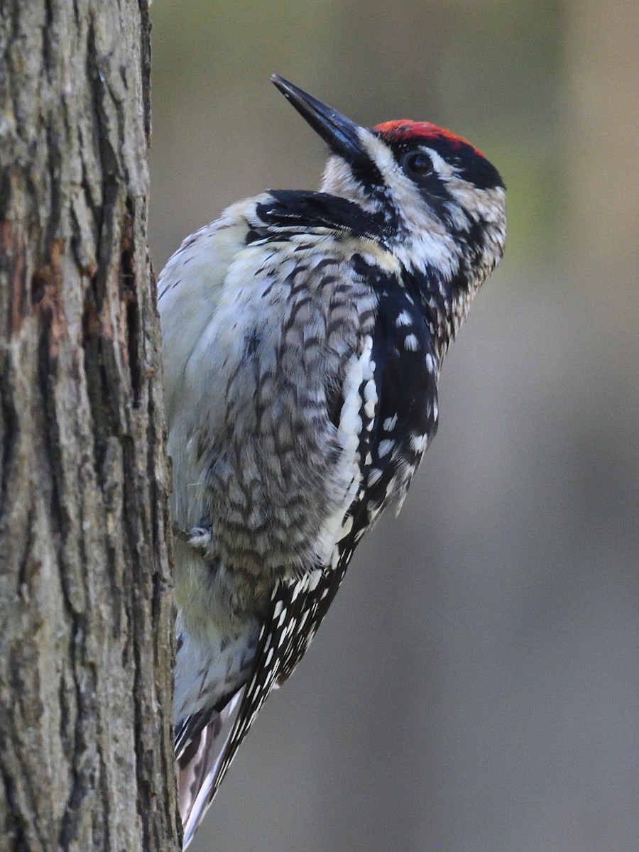 Yellow-bellied Sapsucker - Colin Fisher