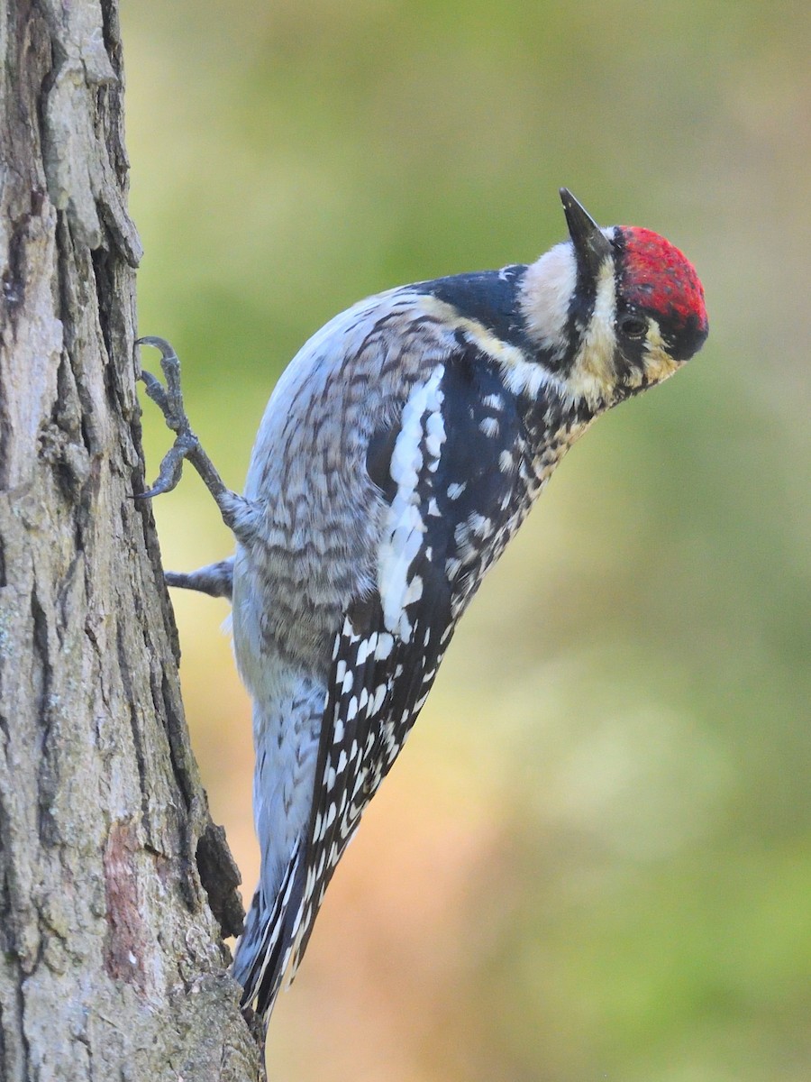 Yellow-bellied Sapsucker - ML619501856