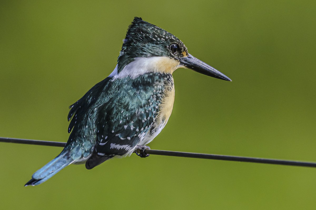 Green Kingfisher - Amed Hernández