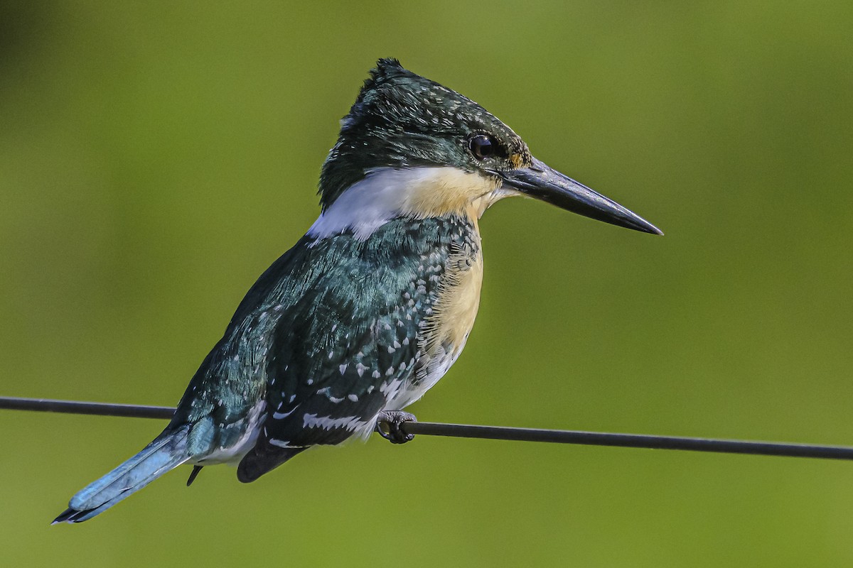 Green Kingfisher - Amed Hernández