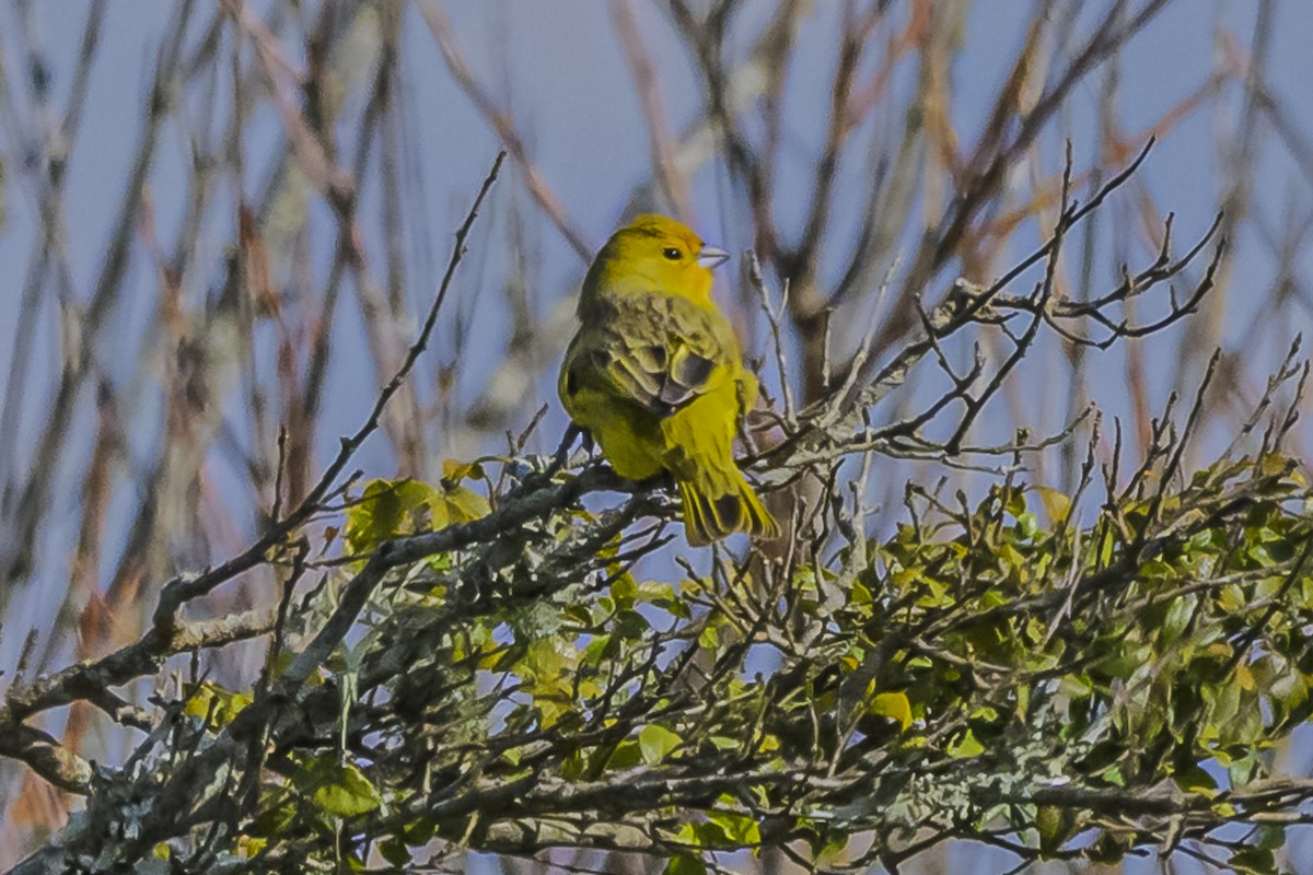 Saffron Finch - Amed Hernández