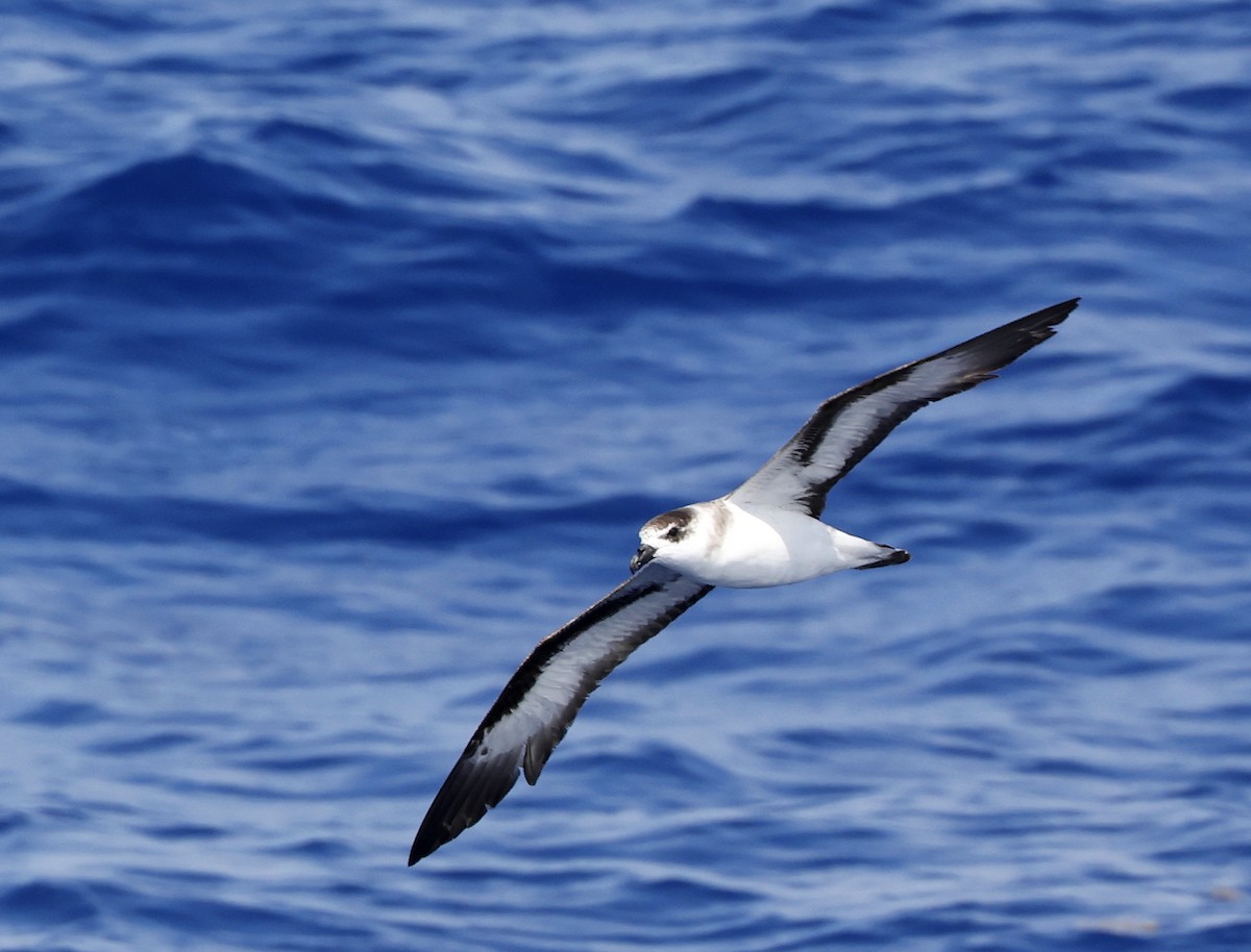 Black-capped Petrel (White-faced) - Hal and Kirsten Snyder