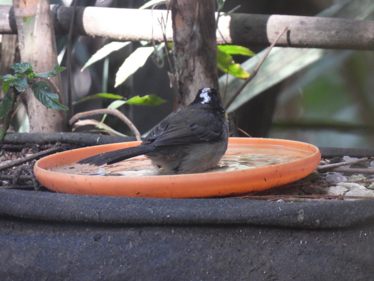 White-naped Brushfinch - María Eugenia Paredes Sánchez