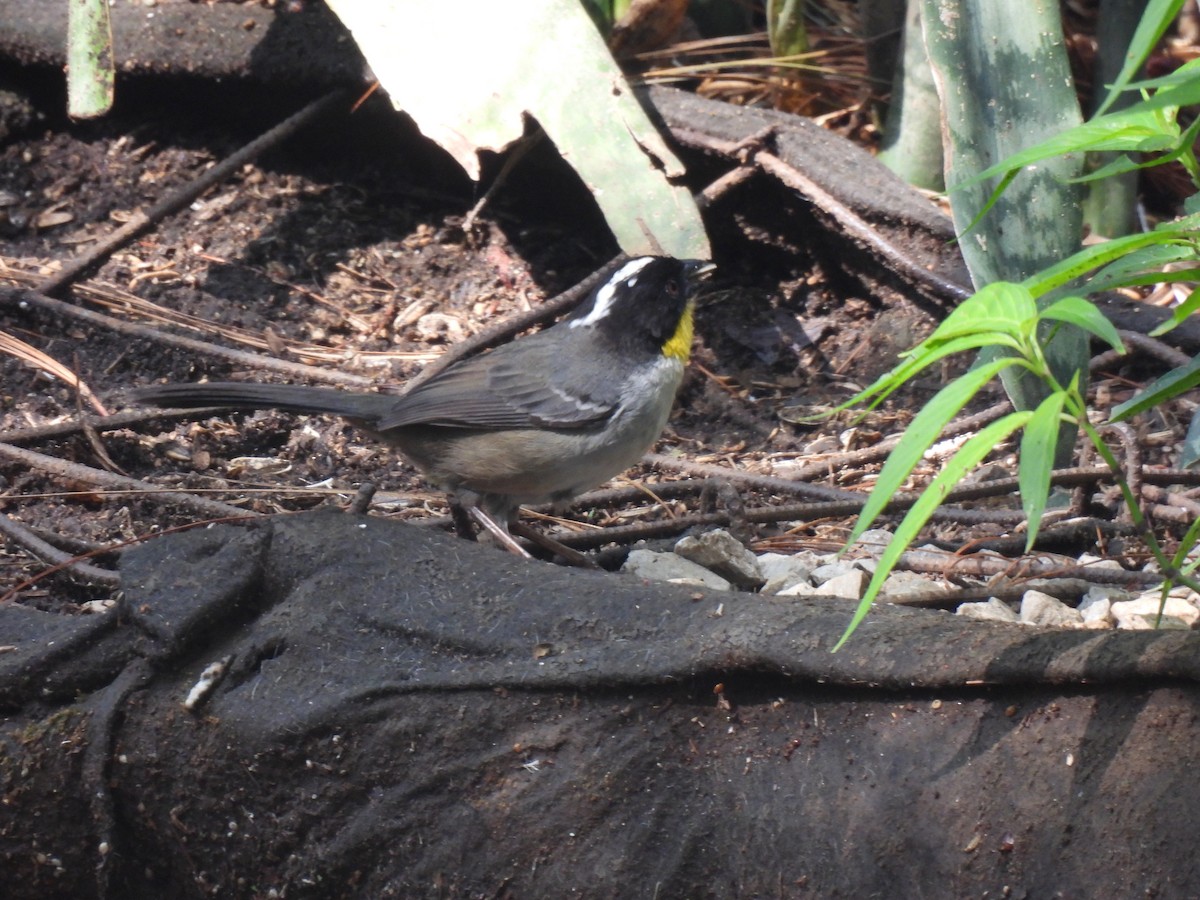 White-naped Brushfinch - María Eugenia Paredes Sánchez