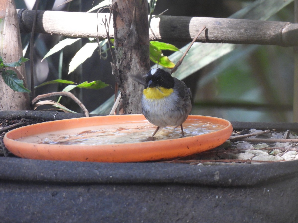 White-naped Brushfinch - María Eugenia Paredes Sánchez