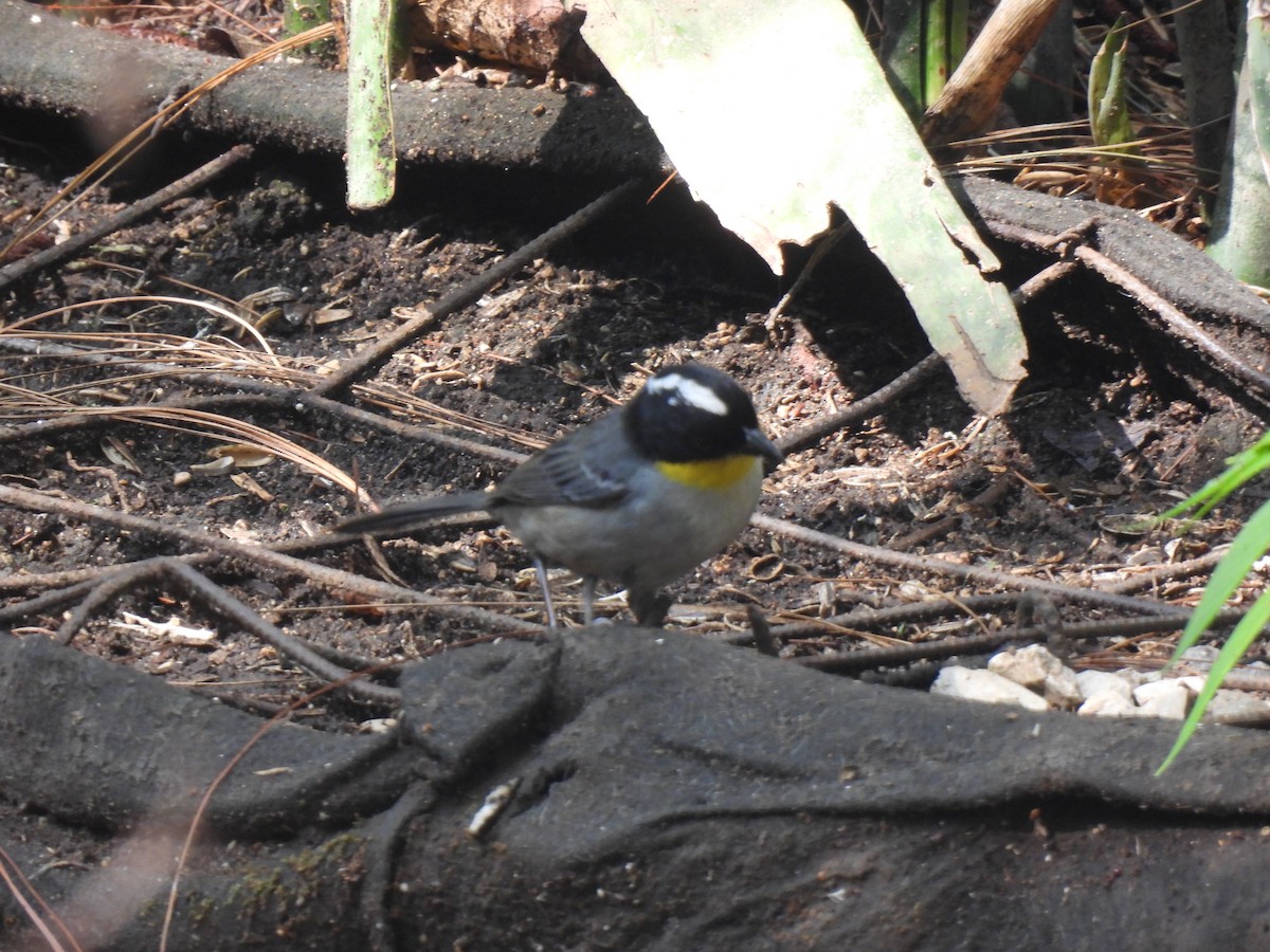 White-naped Brushfinch - María Eugenia Paredes Sánchez