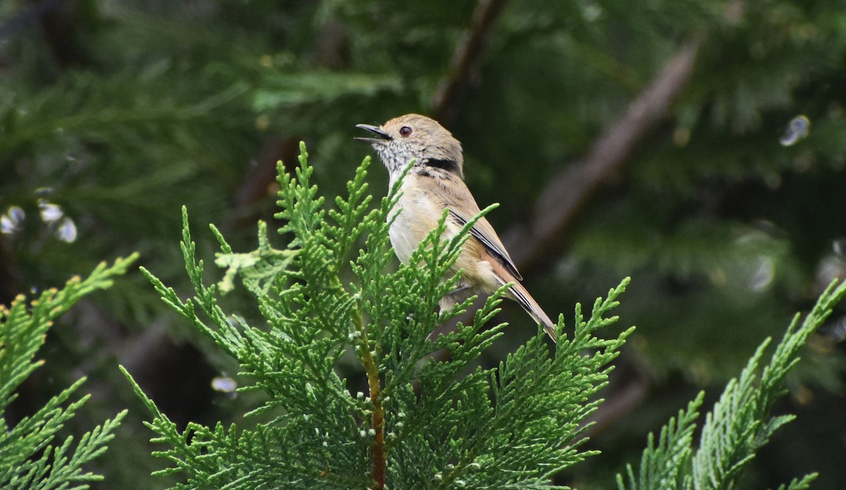 Brown Thornbill - Robyn Falco