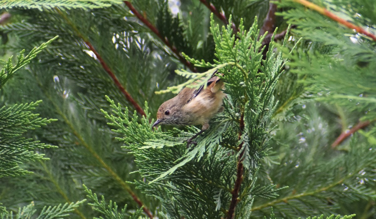 Brown Thornbill - Robyn Falco