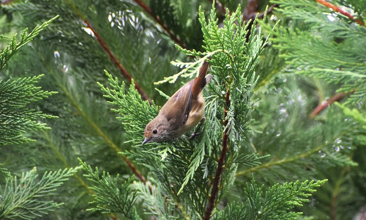 Brown Thornbill - Robyn Falco