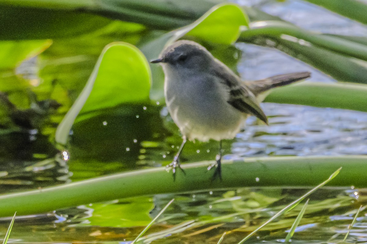 Sooty Tyrannulet - Amed Hernández