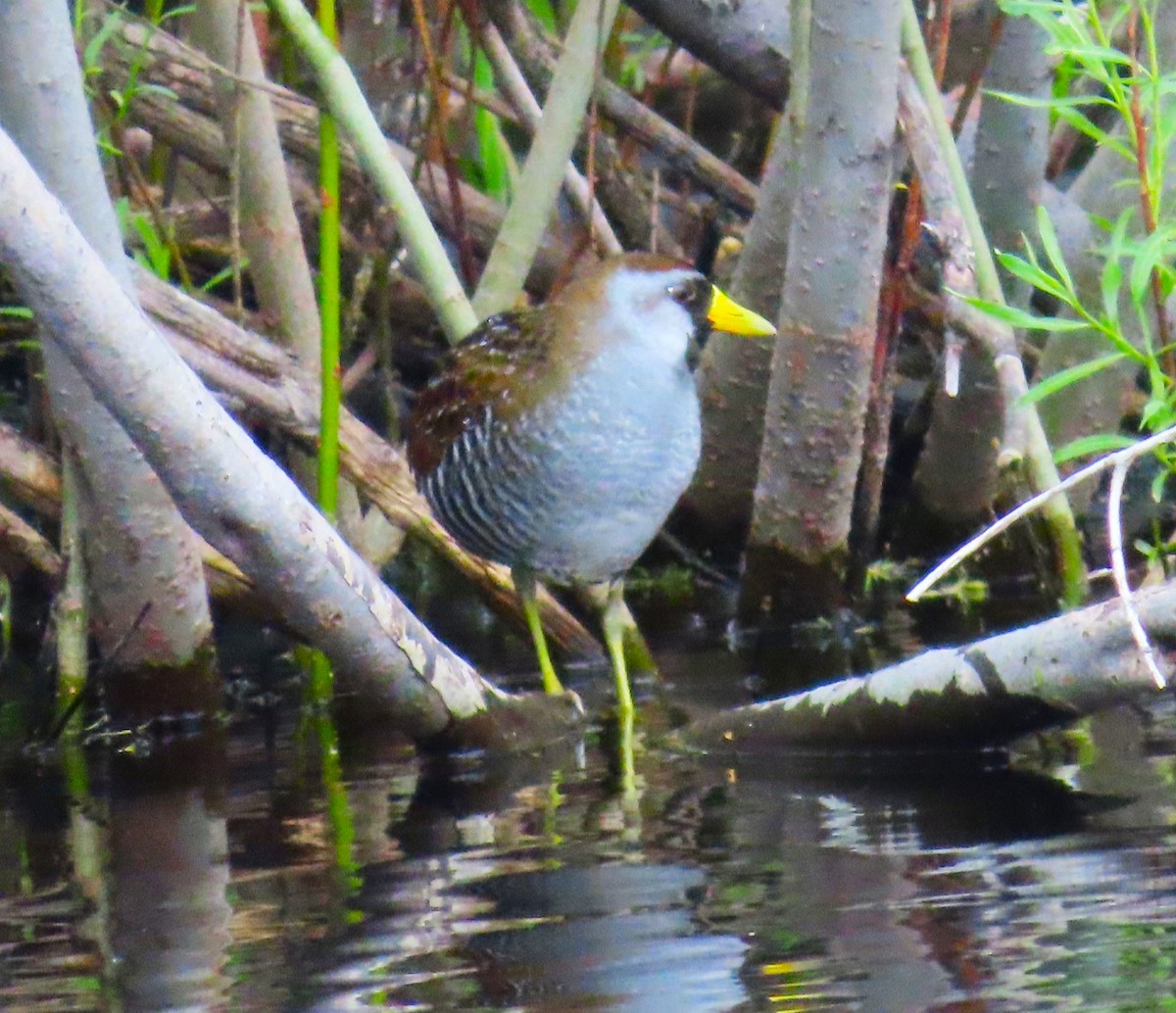 Polluela Sora - ML619501874