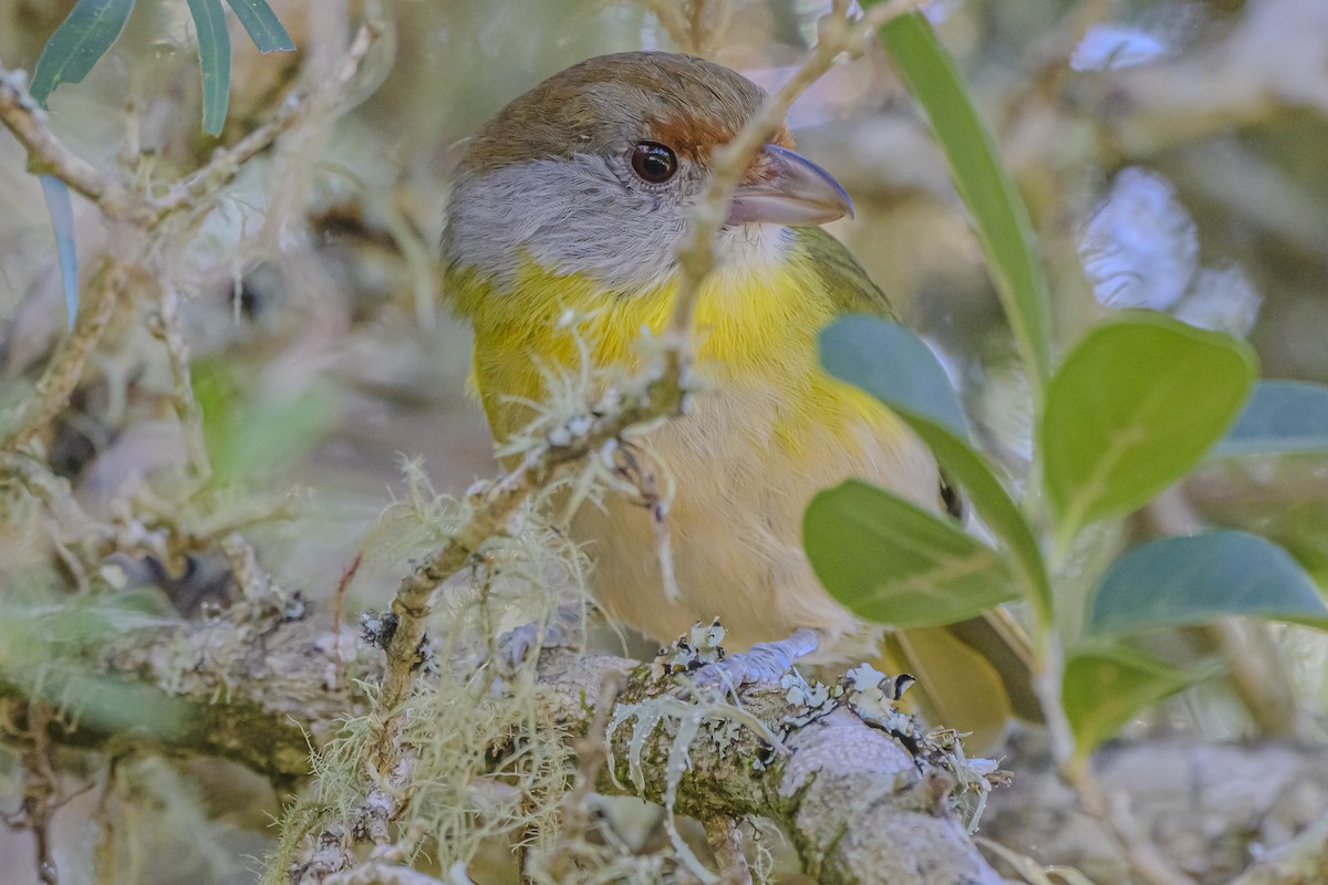 Rufous-browed Peppershrike - Amed Hernández