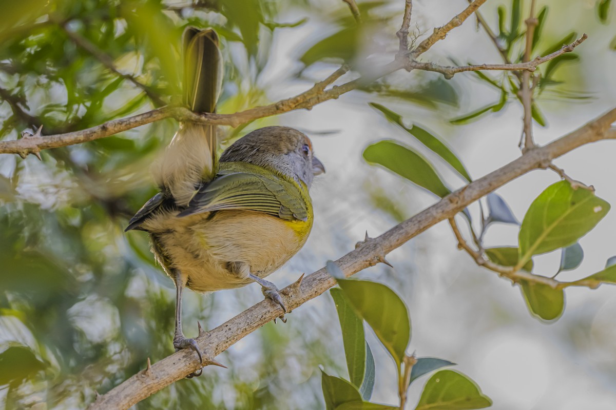 Rufous-browed Peppershrike - Amed Hernández