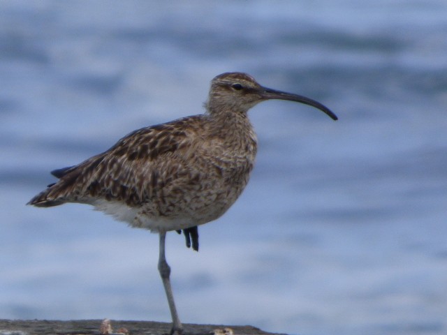 Whimbrel - Rob Emery