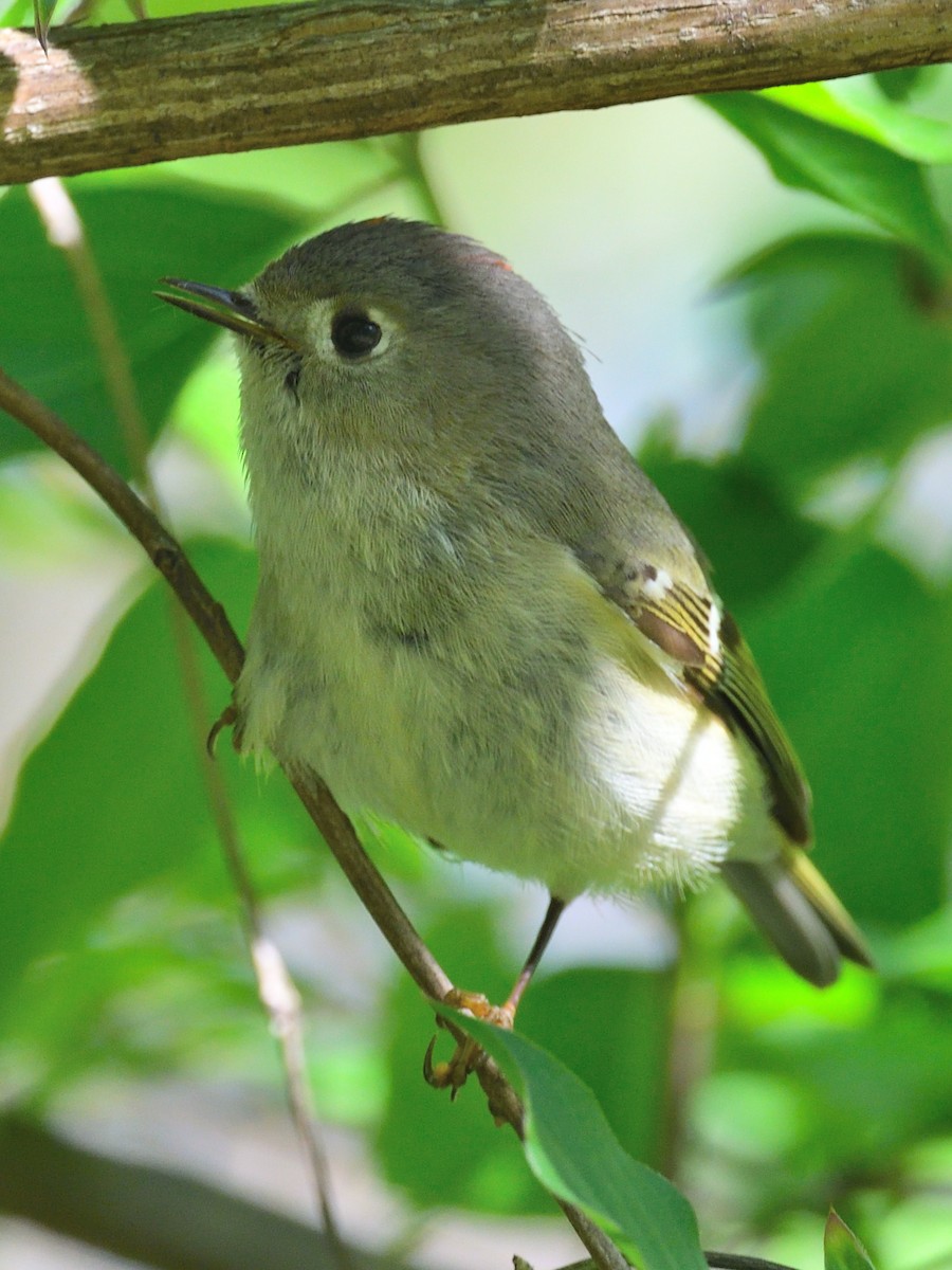 Ruby-crowned Kinglet - Colin Fisher