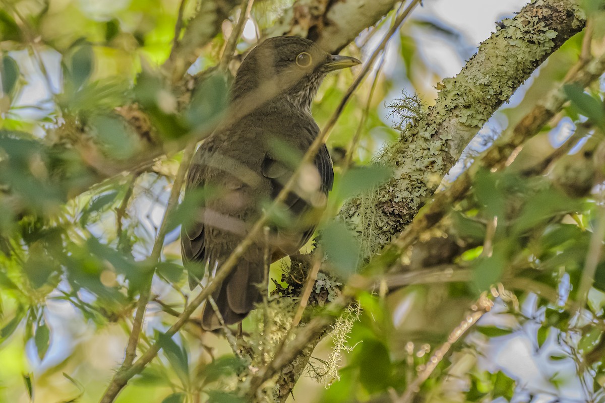 Rufous-bellied Thrush - Amed Hernández