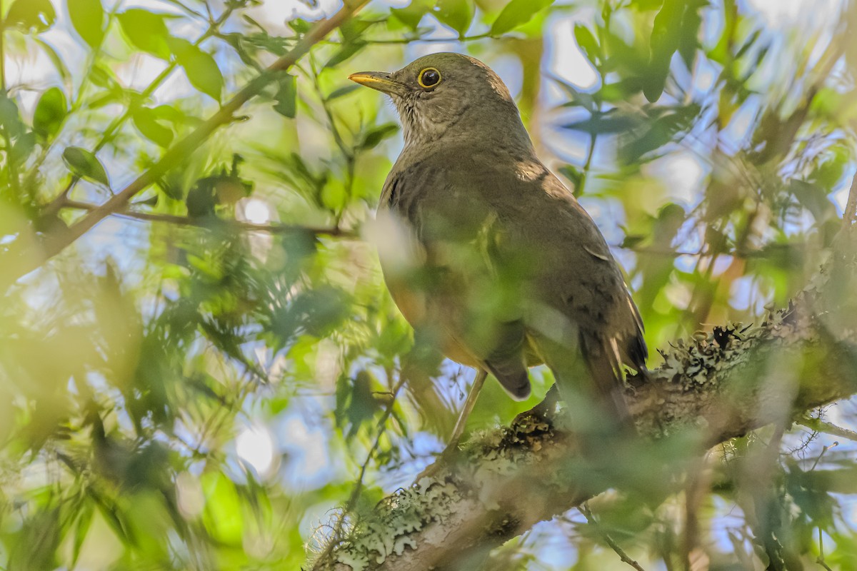 Rufous-bellied Thrush - Amed Hernández