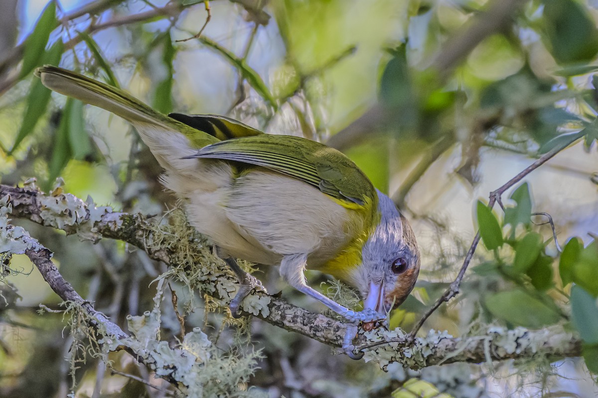 Rufous-browed Peppershrike - Amed Hernández