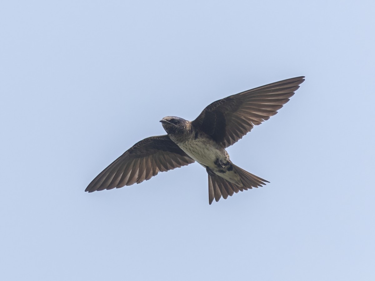 Purple Martin - Bruce Aird